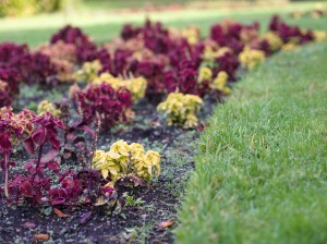 Autumn flower bed