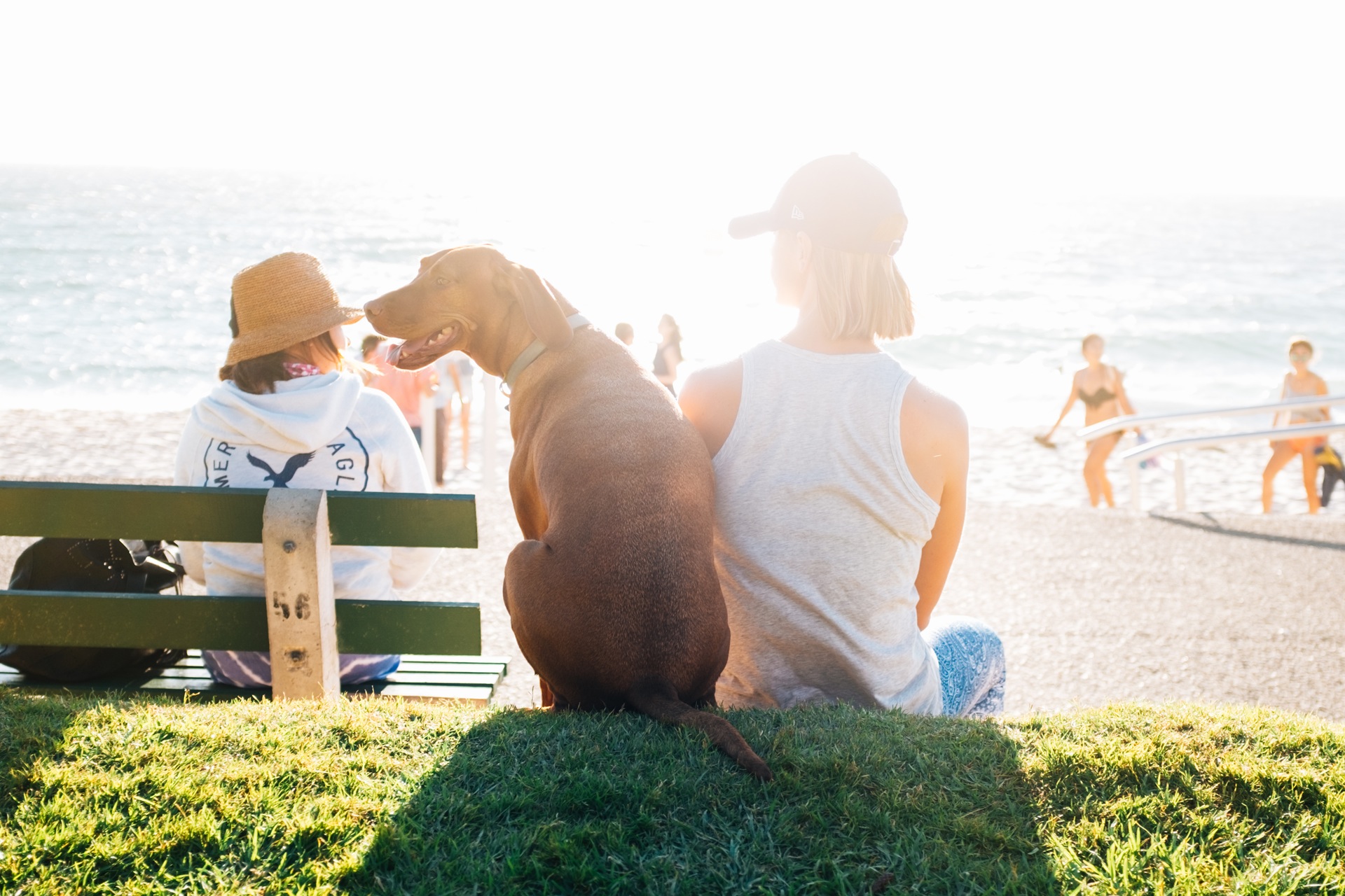 The 5 Best Dog Parks In Tampa Bay